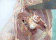 腸骨に沿って上部から下部まで包丁の刃先で肉・筋を切り離す
